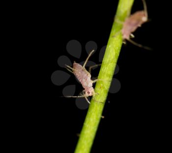 aphids on the plant. close