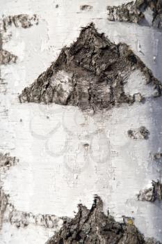 birch trunk as background