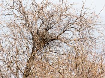 nest on a tree
