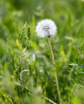 dandelion in the grass on the nature