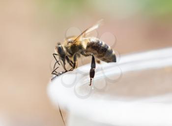 bee on a plastic cup. close