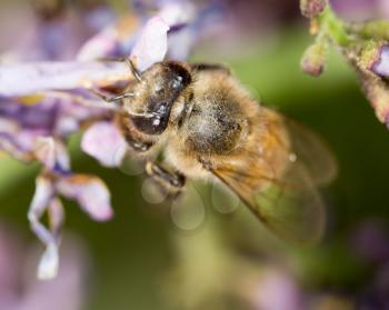 bee on a flower lilac. close