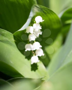 beautiful flower lily of the valley in nature