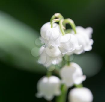 beautiful flower lily of the valley in nature