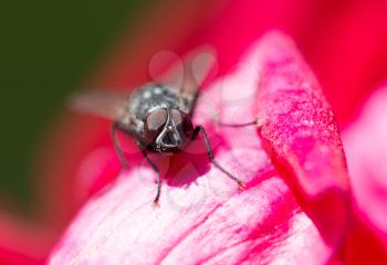 fly on the rose. close-up