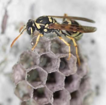 wasp on hives. close