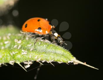 ladybird on nature. close