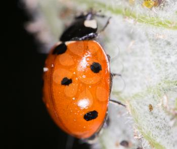 ladybird on nature. close