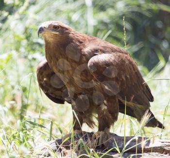 eagle in a park on the nature