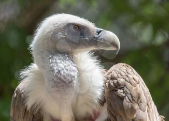 Portrait of a vulture in a zoo