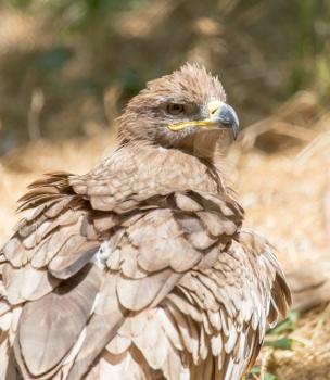 eagle in a park on the nature