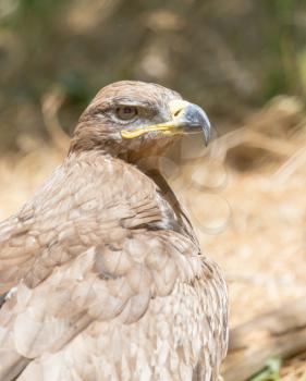 eagle in a park on the nature