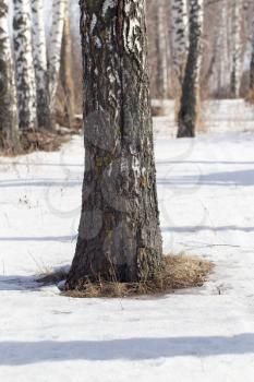 birch on nature in winter