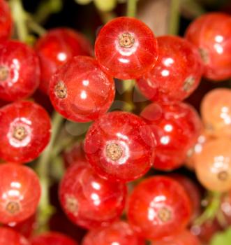 close-up of a red currant in the fruit garden
