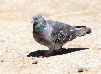 dove on the ground