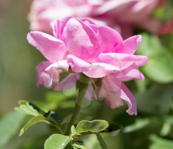 pink rose in nature