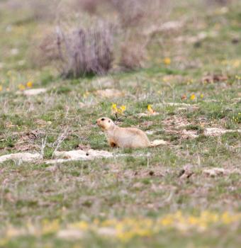 gopher Outdoors