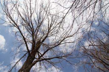 bare tree branches against the blue sky