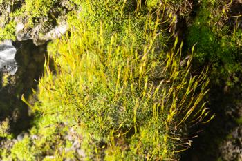 green moss on nature. close-up