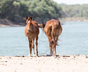 two horses on the nature