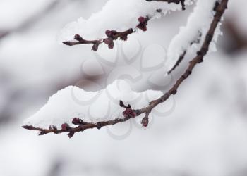 branch of a tree in the snow in the winter