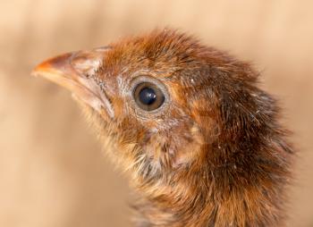 small chicken