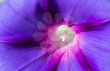 purple flower. close