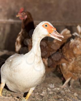 Portrait of white duck