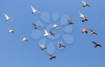 flock of pigeons on blue sky