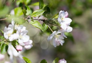 Beautiful flowers on the tree in nature