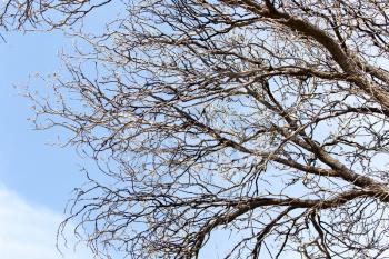 leafless tree branches against the blue sky