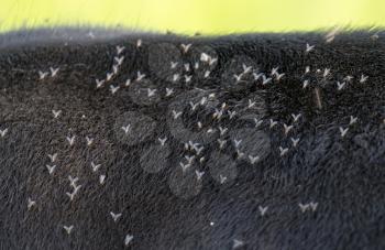 Flies on the cow
