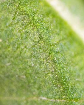 green leaf. Super Macro