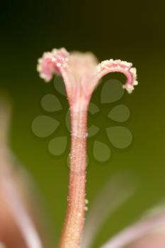 pollen in flower, close-up