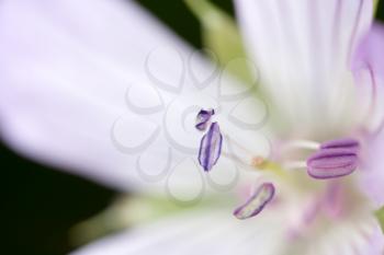 pollen in flower, close-up
