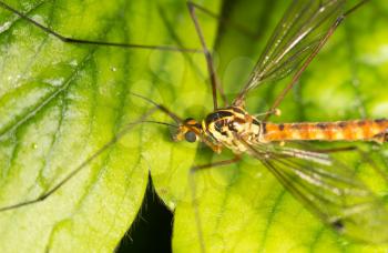 portrait of a mosquito. close