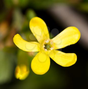 beautiful little yellow flower in nature