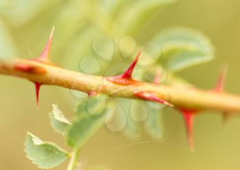 thorns on the plant. close