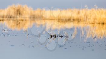 a lake with reeds at dawn in the autumn