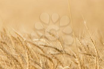 ears of wheat on the nature
