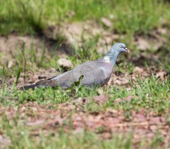 dove on the ground with grass on the nature