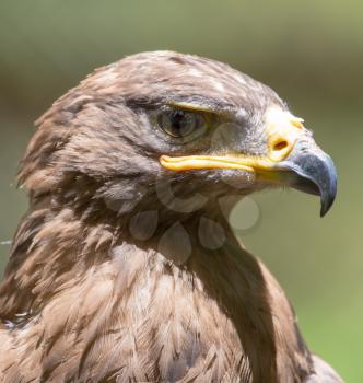 Portrait of an eagle in nature