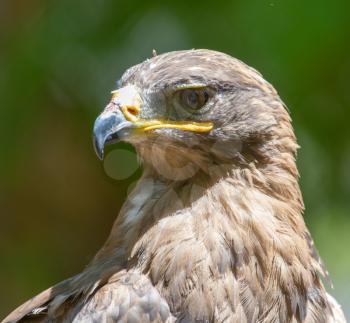 Portrait of an eagle in nature