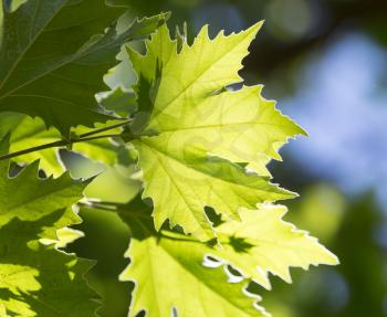 Beautiful maple leaves in nature