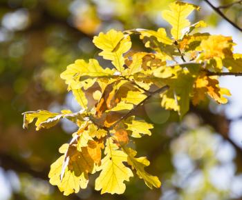 oak leaves in nature