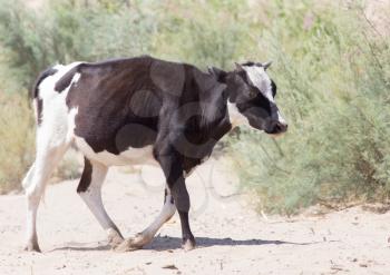 cow in the sands of the steppe