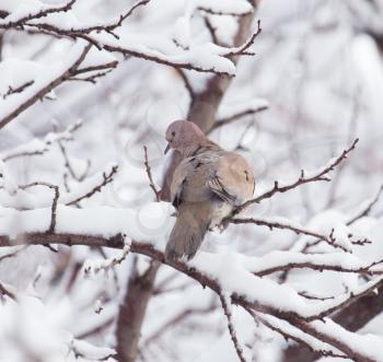 dove on the tree in winter