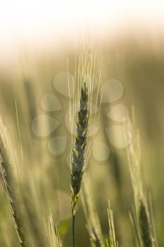 ears of wheat at sunset