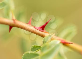 thorns on the plant. close