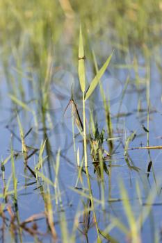 reeds on the water in the lake in nature